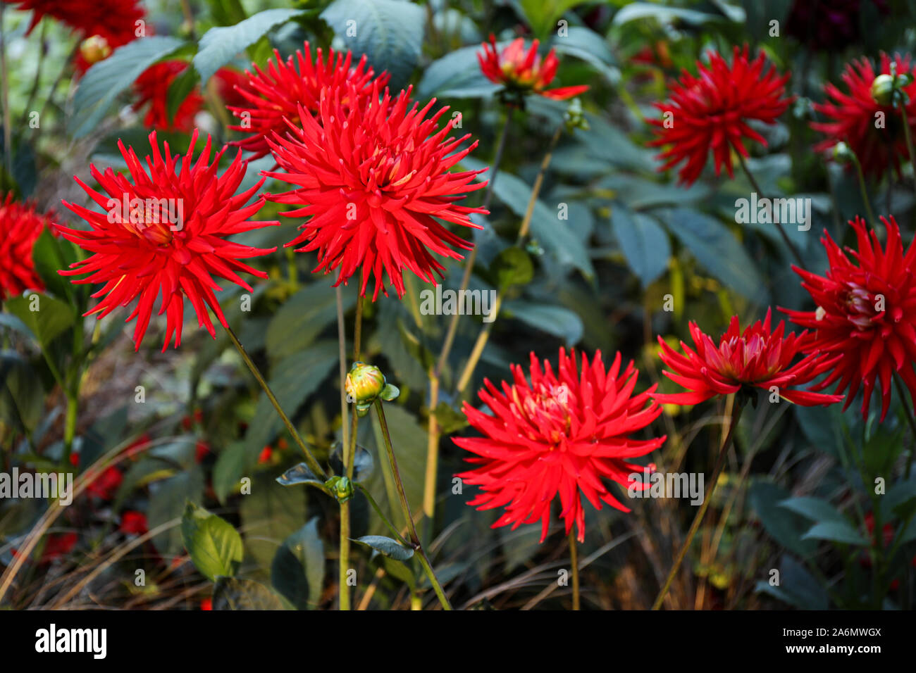 Red semi-cactus dahlias Stock Photo