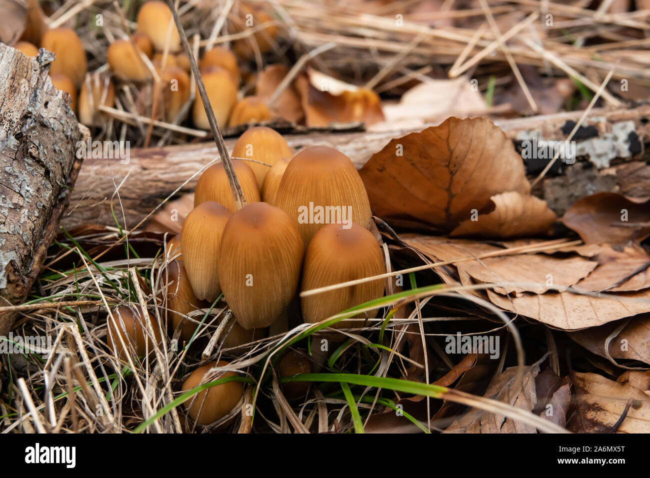 Glistening Inkcap Mushrooms Growing in Winter Stock Photo