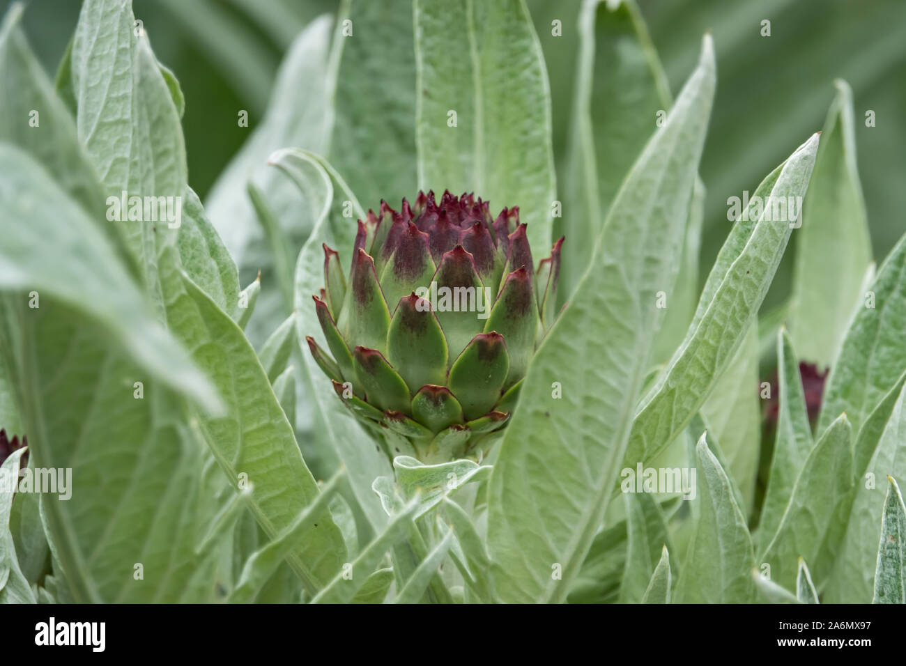 Globe Artichoke Flower Buds in Springtime Stock Photo Alamy