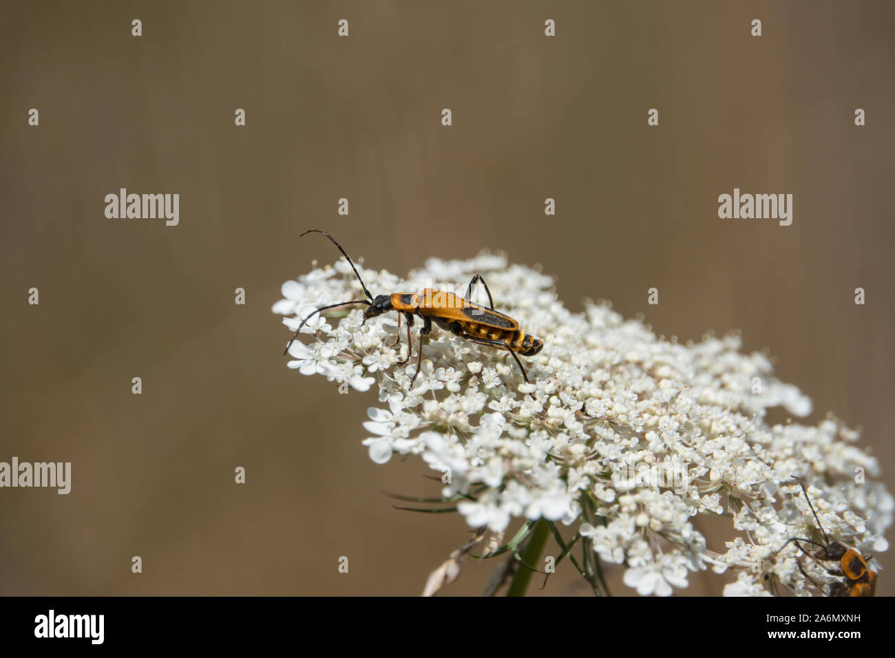 Goldenrod Soldier Beetle on Wild Carrot Flowers in Summer Stock Photo