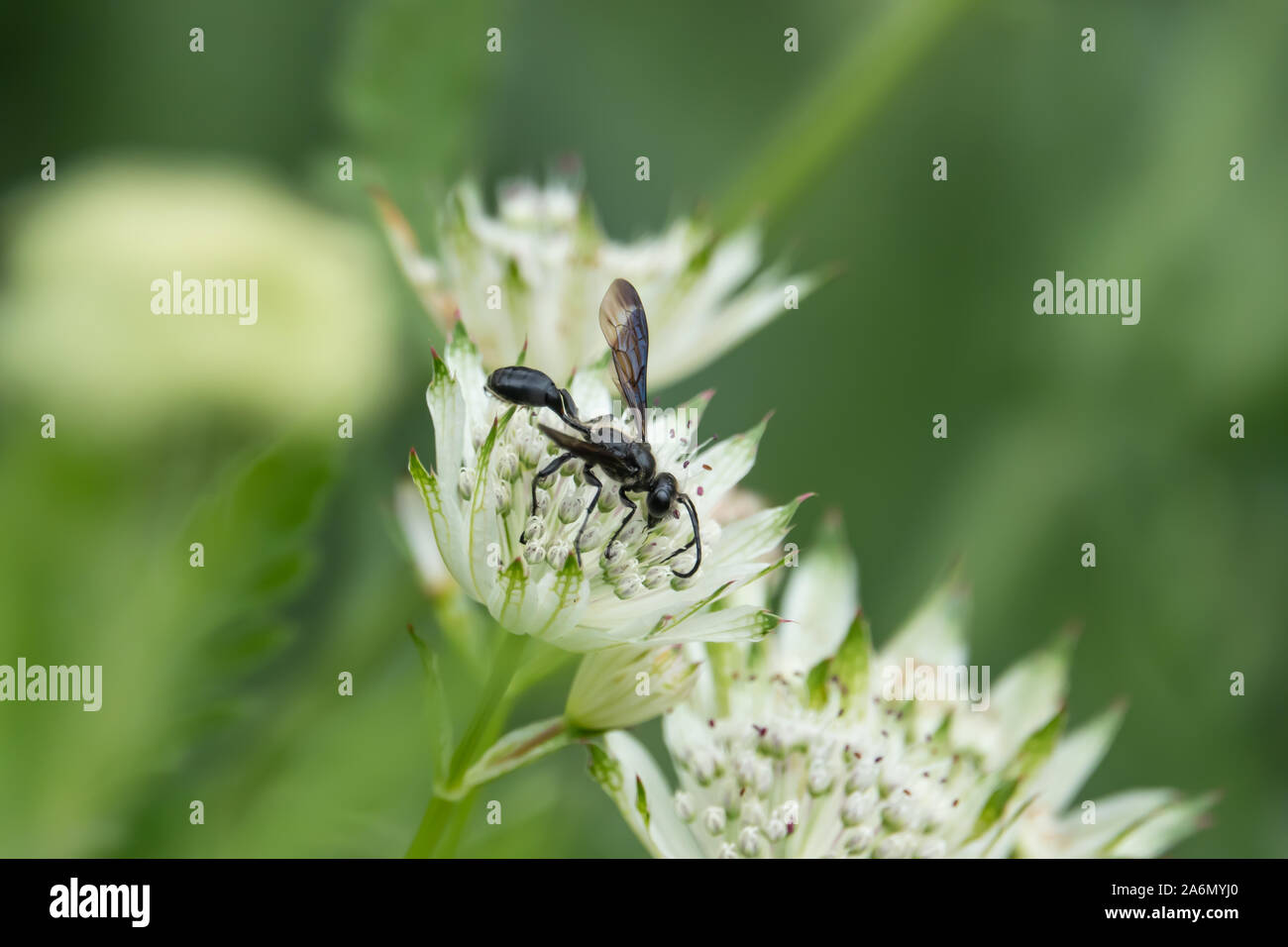 Grass Carrying Wasp on Great Masterwort Flowers in Springtime Stock Photo