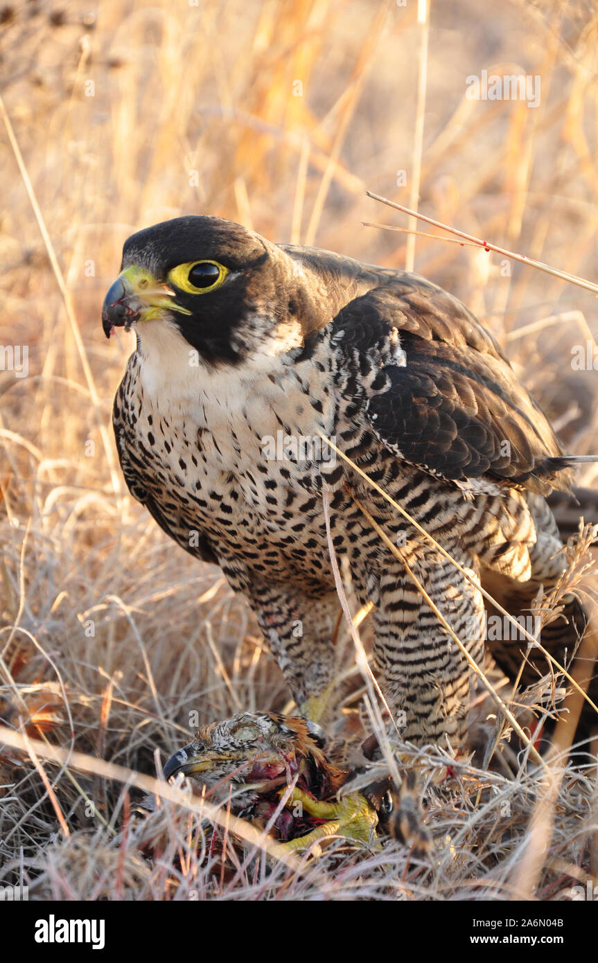 A female peregrine falcon (Falco Peregrinus) with its prey. Also known as the Peregrine, Peregrines are found nearly everywhere on earth, except extreme polar regions, very high mountains, and most tropical rainforests. They can reach speeds over 365 km/h (200 mph) in a dive, making them the fastest animal in the world. Trained falcons are used in falconry or hawking, a sport in which birds of prey are used to hunt or catch game. Falconry is over 4000 years old and has had a rich history throughout the ages from the ancient Chinese to the Egyptians and even European Royalty. Free State, South Stock Photo
