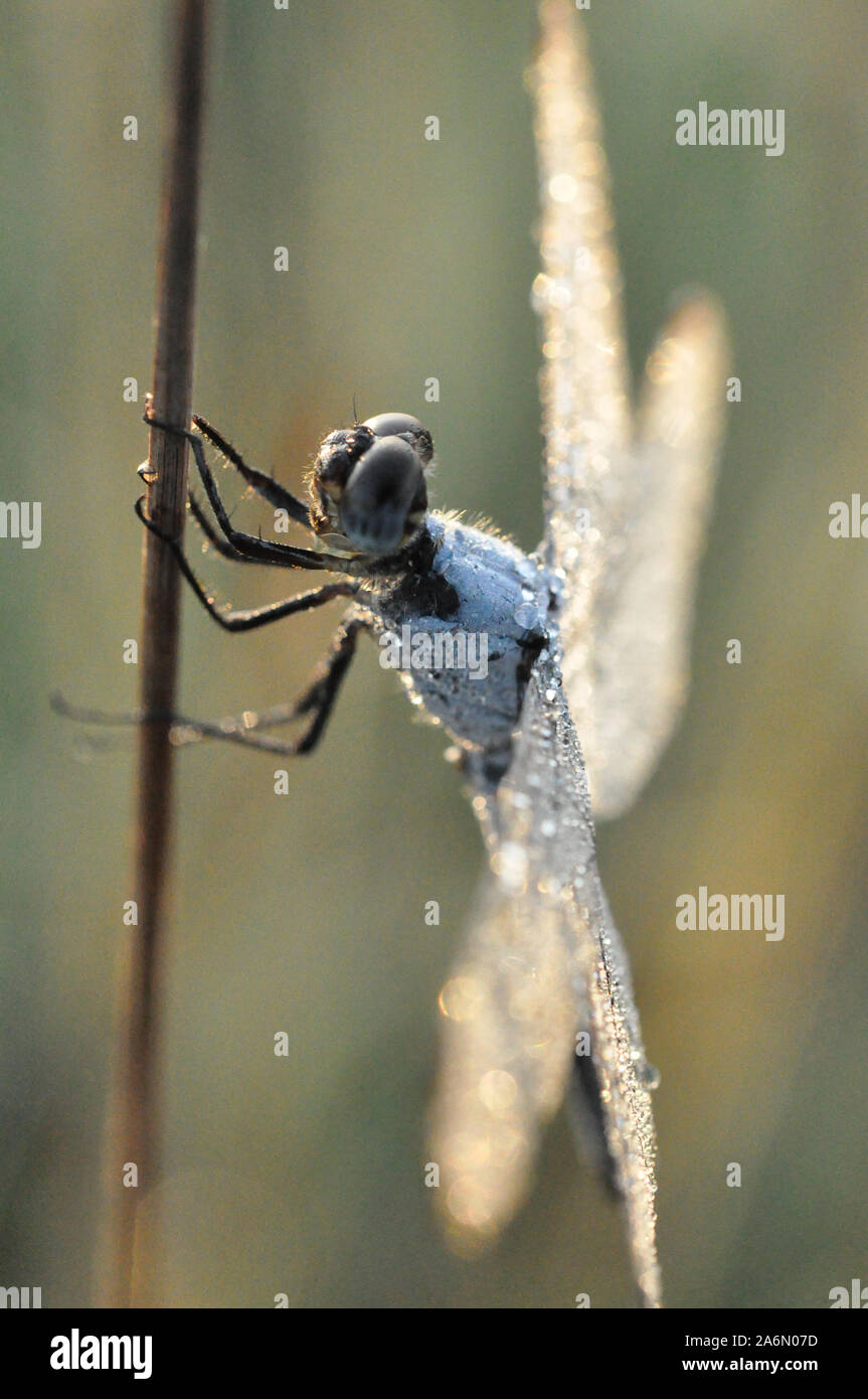 A dragonfly is a type of insect belonging to the order Odonata, the suborder Epiprocta or, in the strict sense, the infra order Anisoptera. It is characterized by large multifaceted eyes, two pairs of strong transparent wings, and an elongated body. Dragonflies are similar to damselflies, but the adults can be differentiated by the fact that the wings of most dragonflies are held away from, and perpendicular to, the body when at rest. Even though dragonflies possess 6 legs like any other insect, they are not capable of walking. Dragonflies are valuable predators that eat mosquitoes, and other Stock Photo