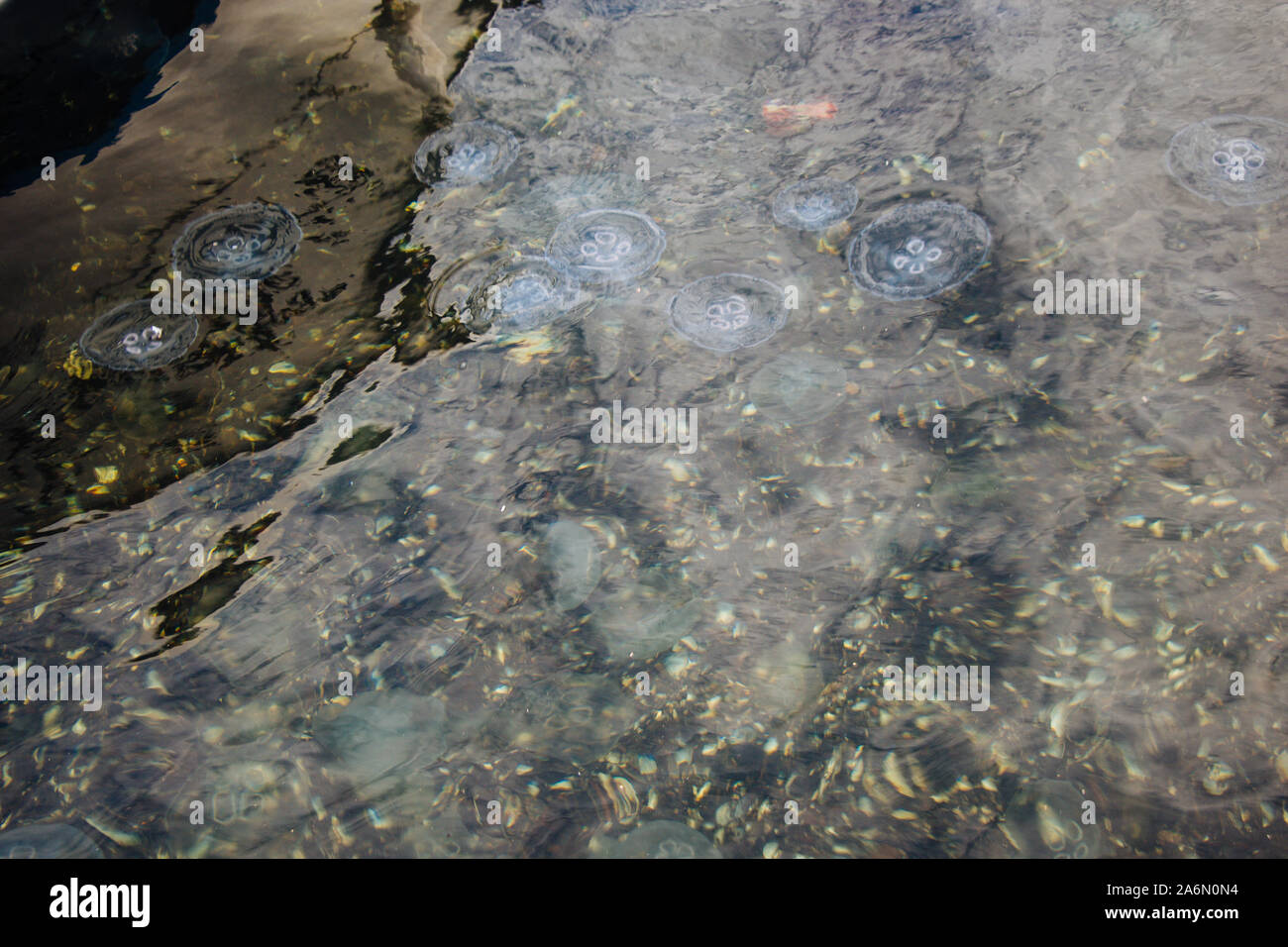 Jellyfish in the water in the view Stock Photo