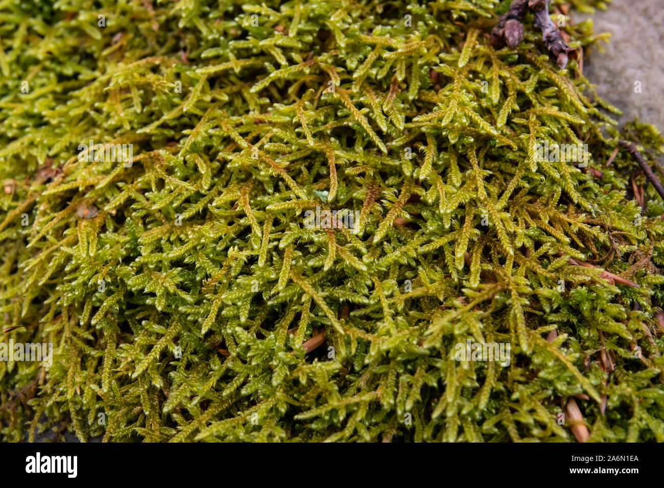 Great Plait Moss Growing on Rock in Winter Stock Photo
