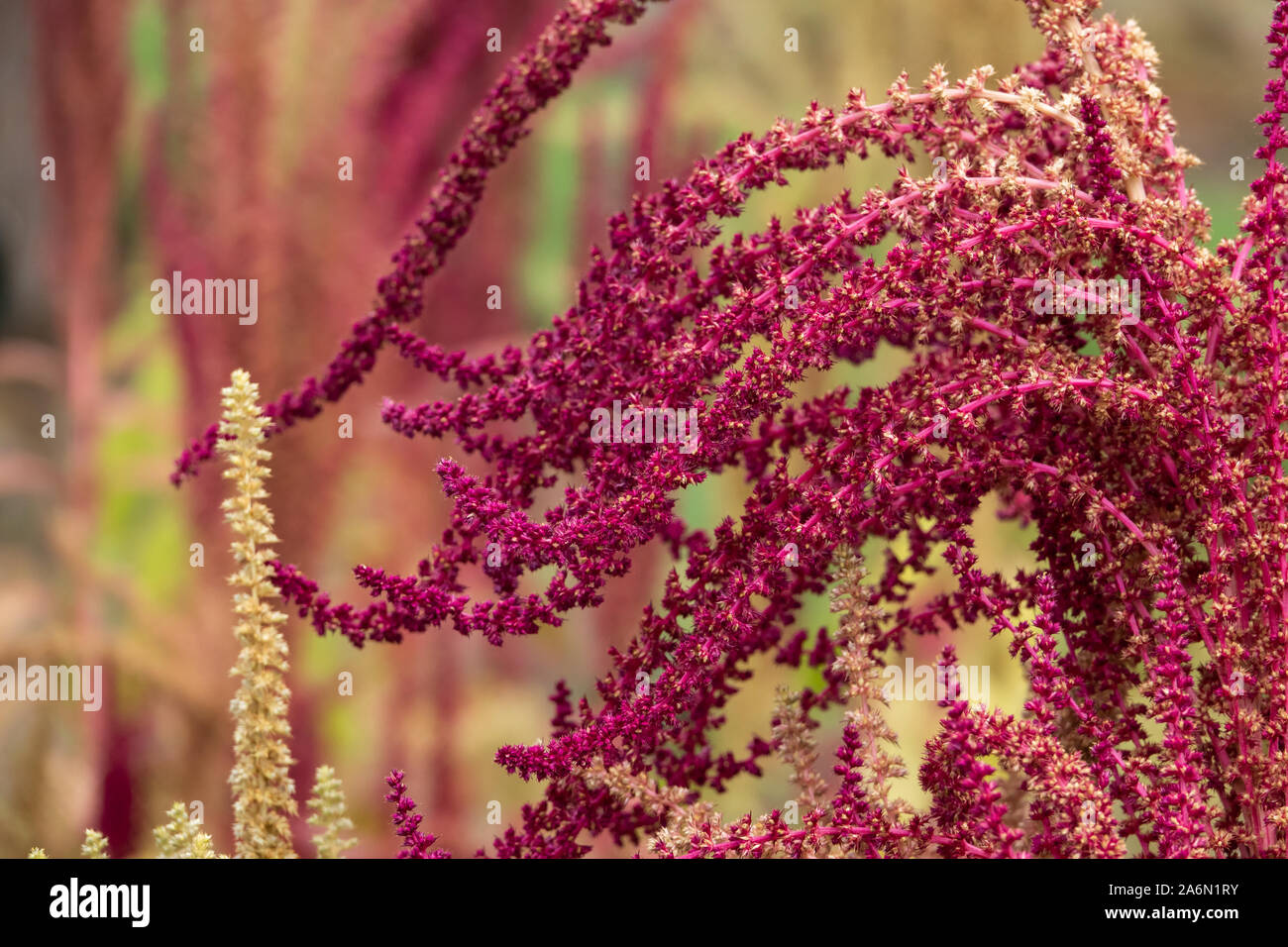 Smooth Amaranth Inflorescence in Summer Stock Photo