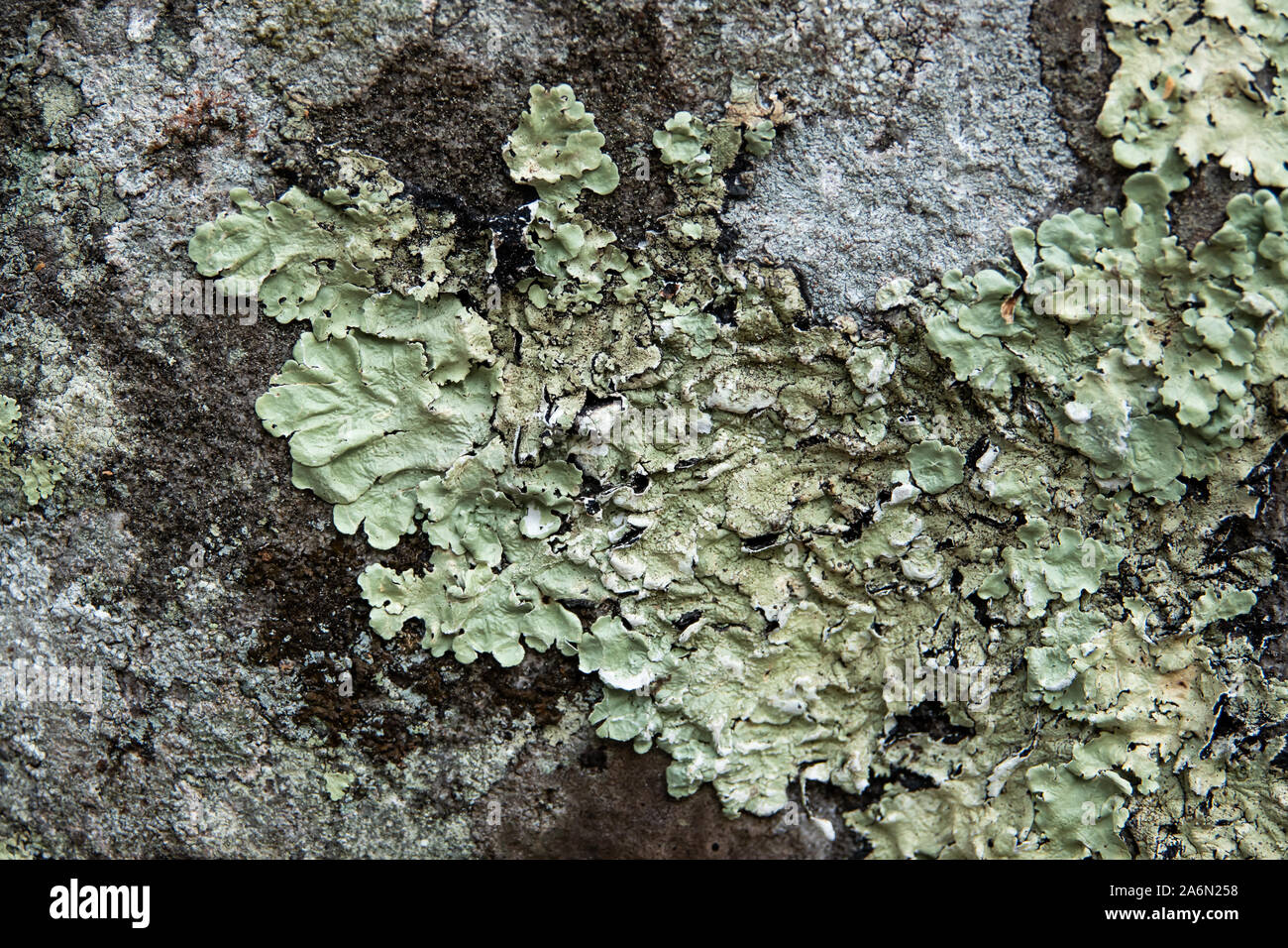 Greenshield hi-res stock photography and images - Alamy