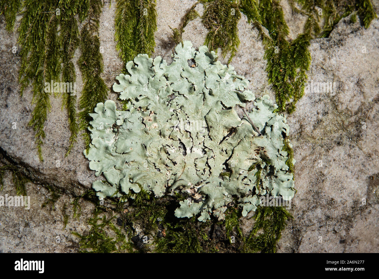 Greenshield hi-res stock photography and images - Alamy