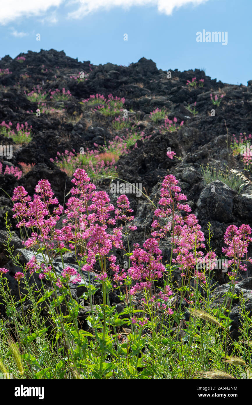Flora of Mount Etna volcano, seasonal blossom of pink Centranthus ruber Valerian or Red valerian, popular garden plant with ornamental flowers. Stock Photo