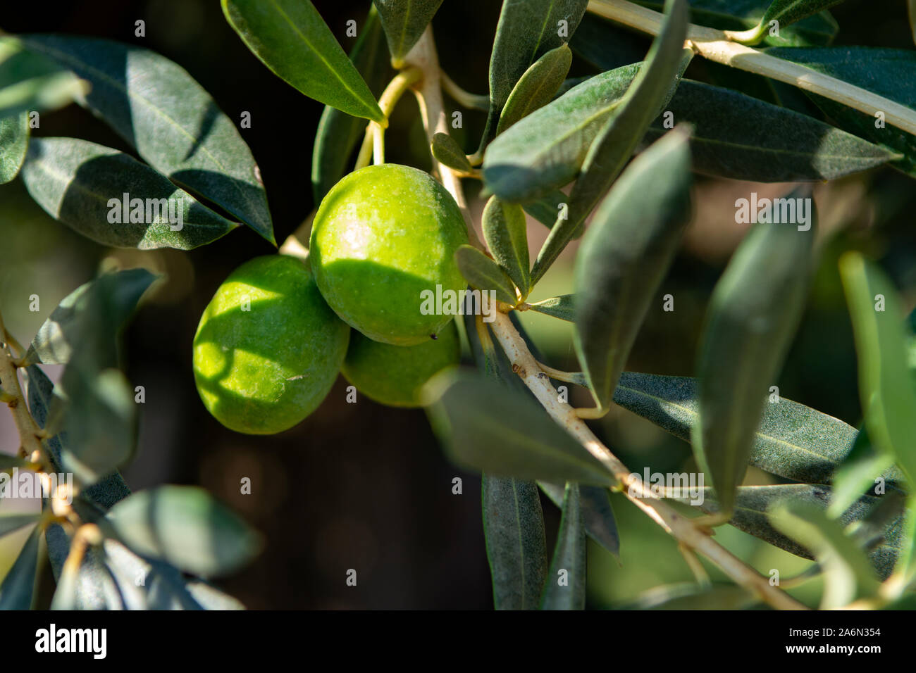 Olive tree plantation, big green olives fruits close up Stock Photo - Alamy