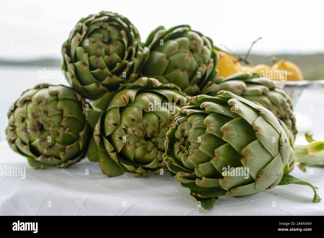 Bunch of fresh raw artichokes heads from artichoke plantation, new