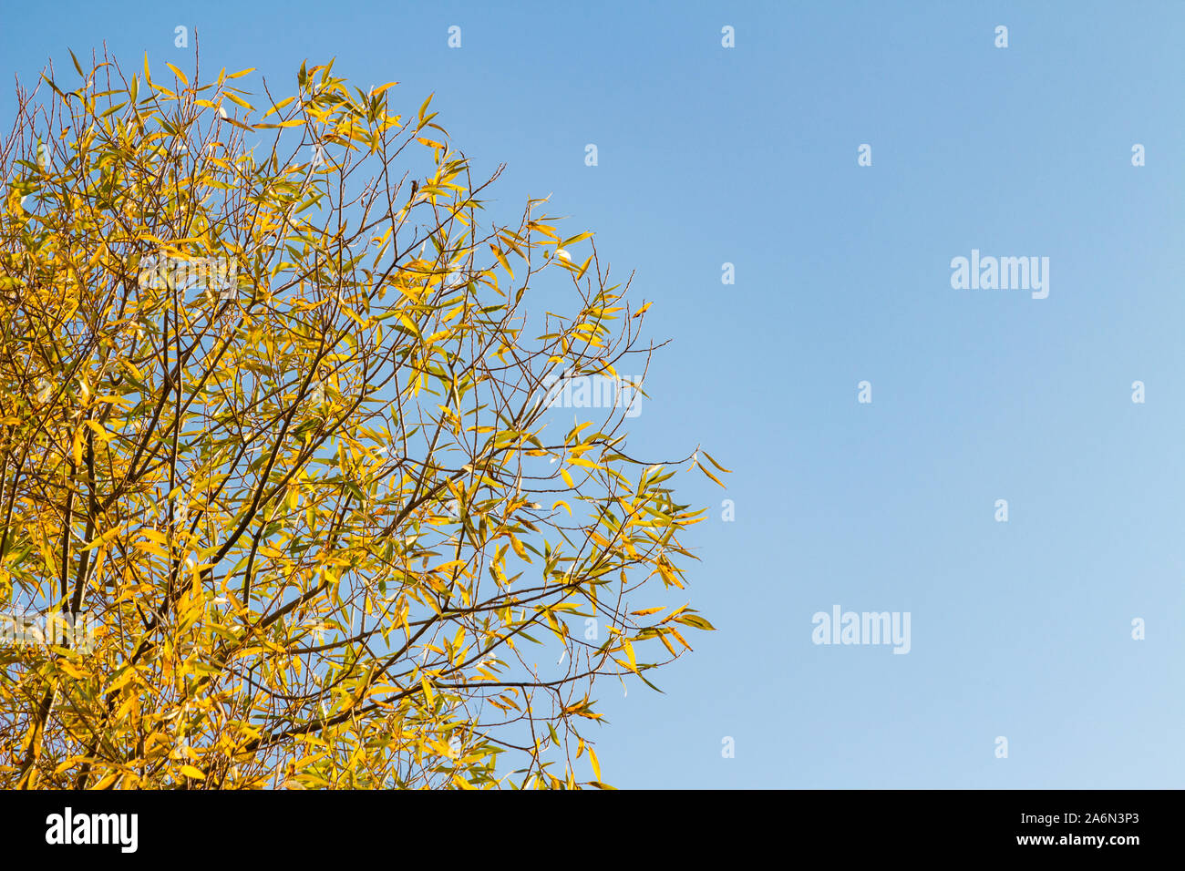 white-willow-salix-alba-branches-and-leaves-in-autumn-against-blue-sky