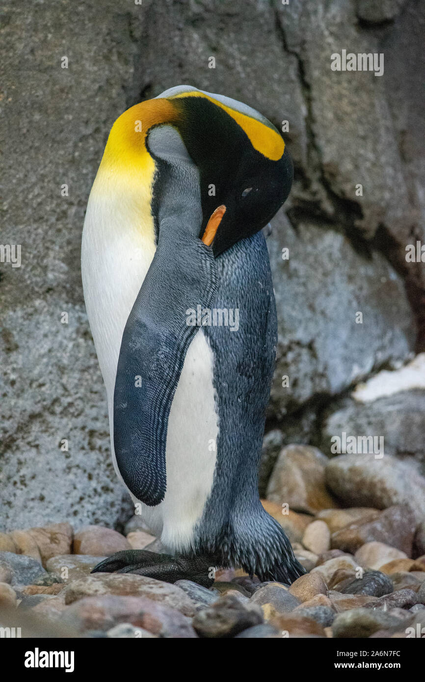 The king penguin (Aptenodytes patagonicus) is the second largest species of penguin. Calgary Zoo, Calgary, Alberta. Stock Photo