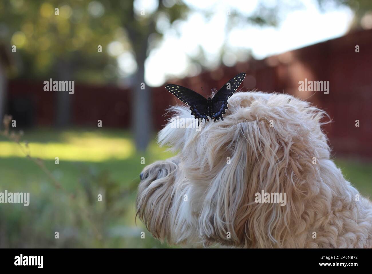 Black Swallowtail butterfly sitting on a small dogs head. Stock Photo