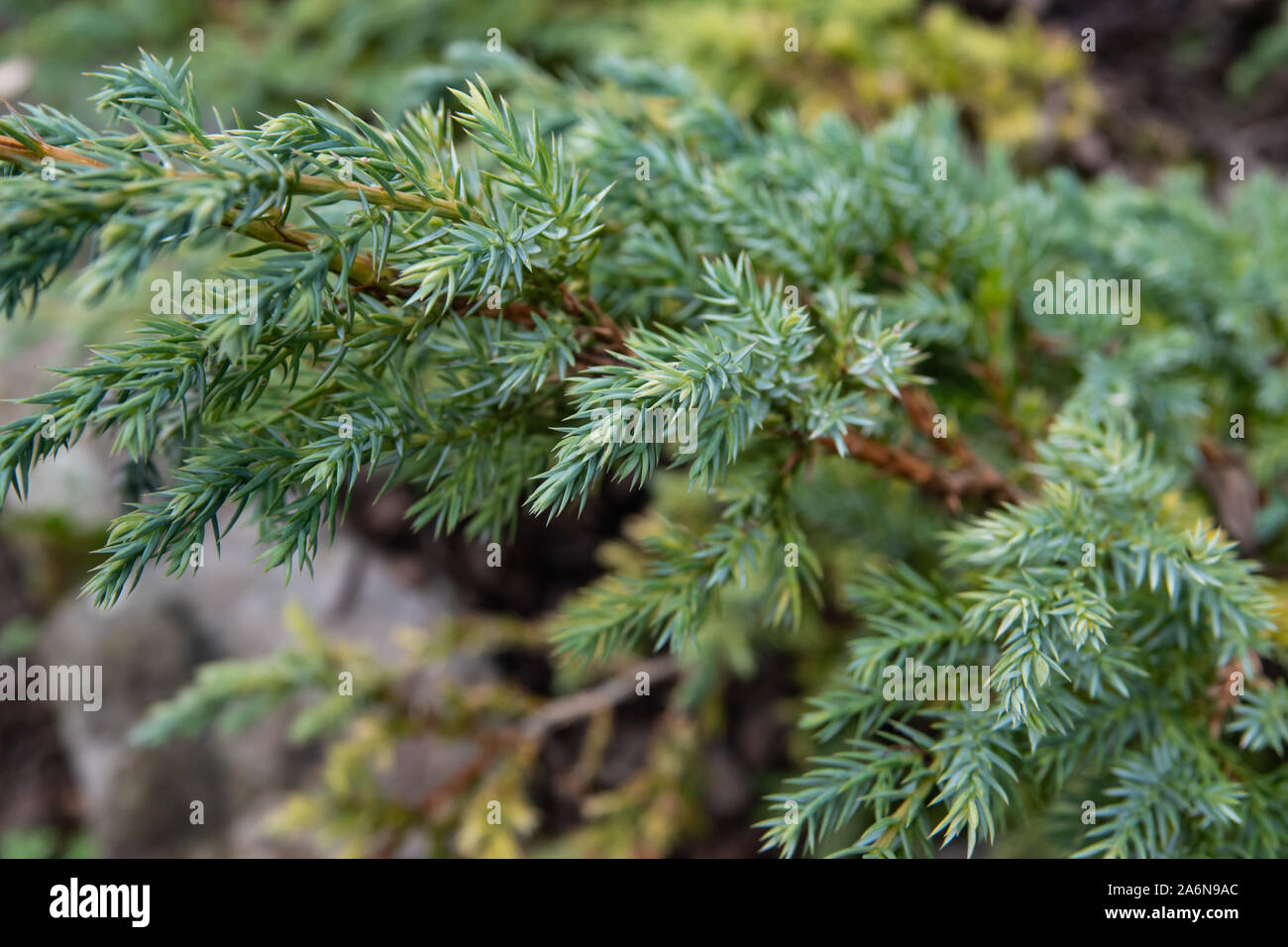 Himalayan Juniper Leaves in Winter Stock Photo