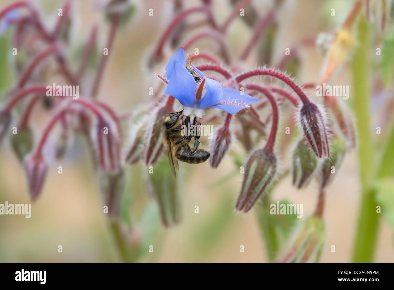 Honeybee on Borage Flowers in Springtime Stock Photo
