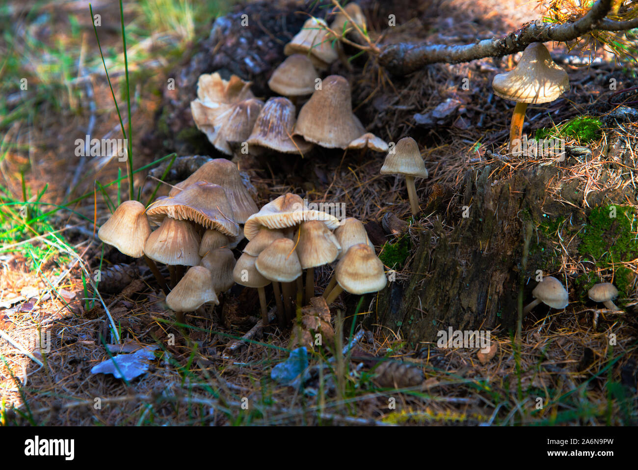 Inocybe mushrooms, grown on a larch stump. Stock Photo