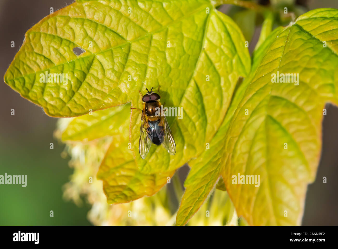 Hoverfly on Leaf in Springtime Stock Photo