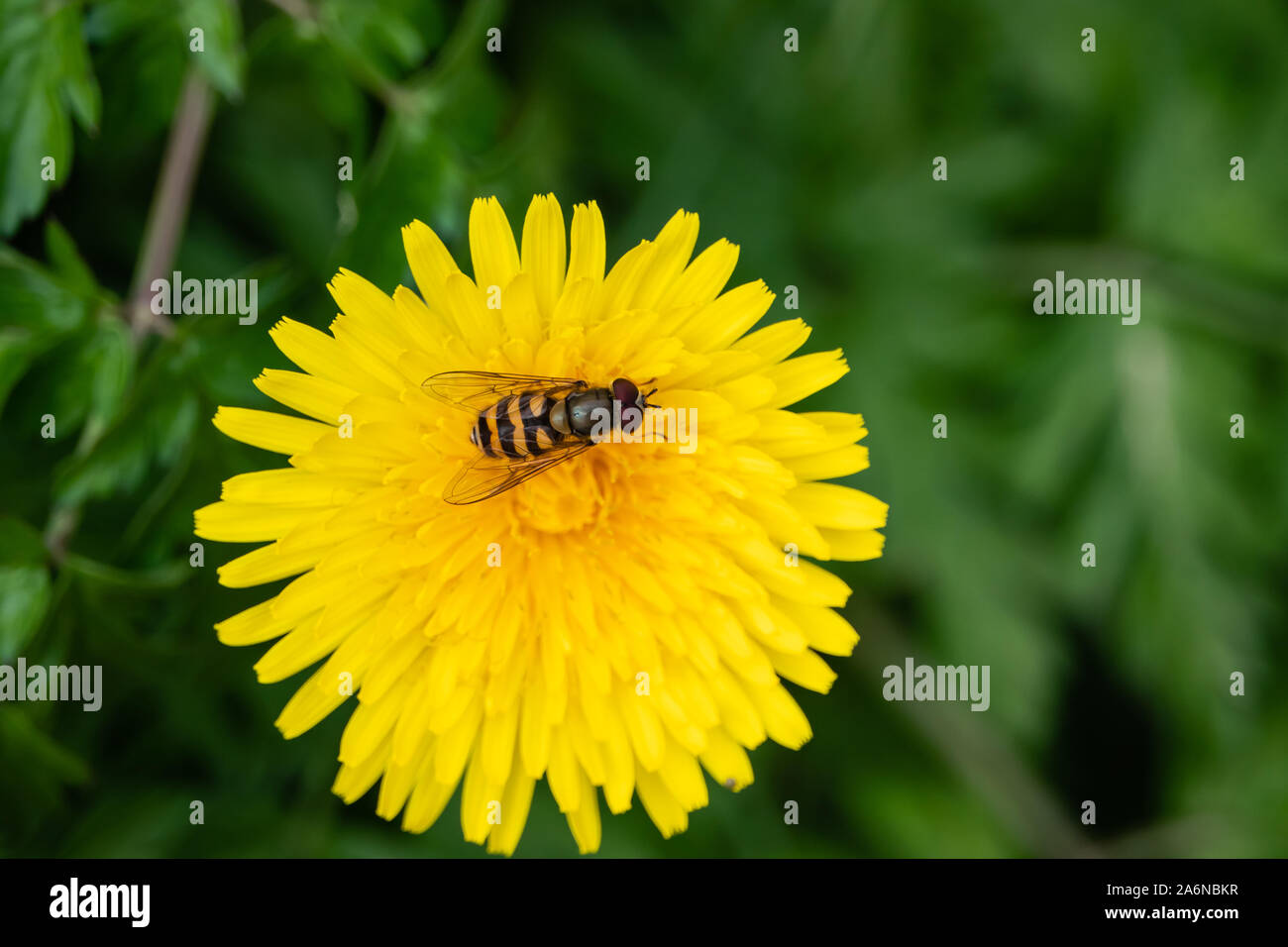 Hoverfly on Dandelion Flower in Springtime Stock Photo