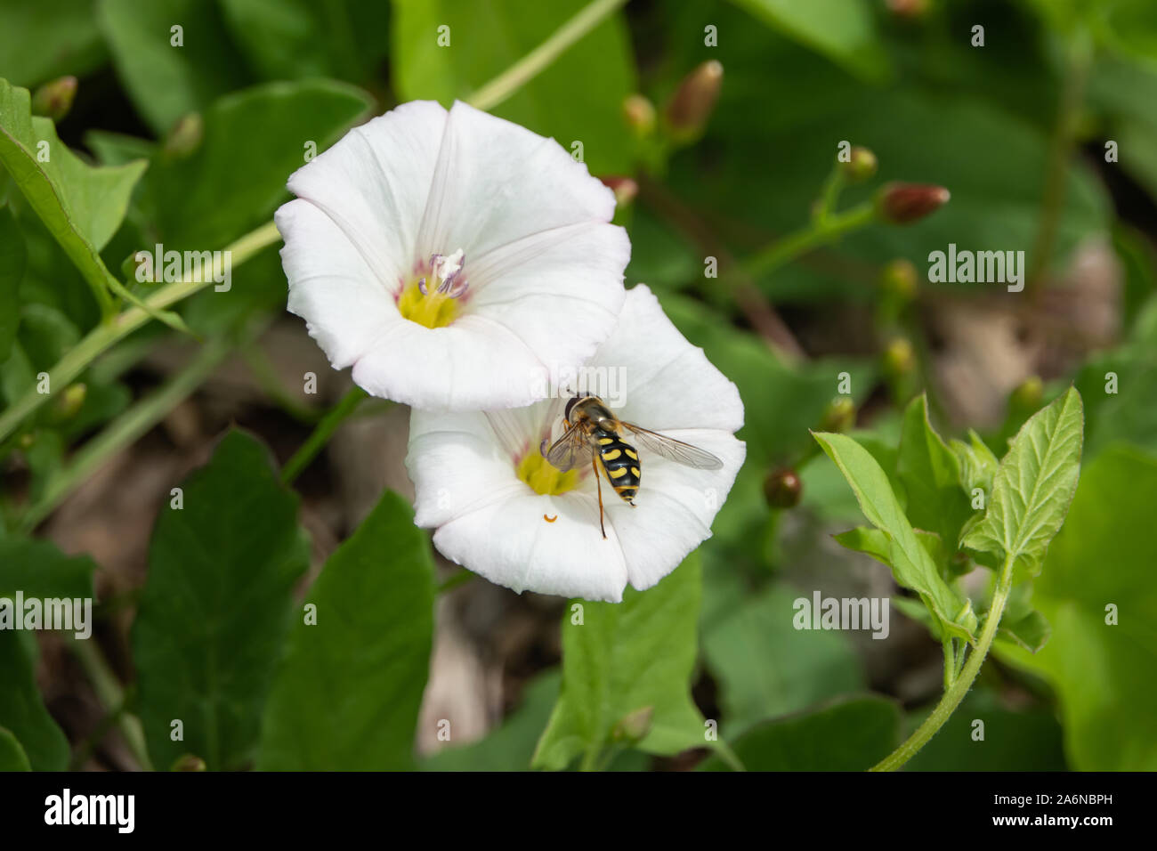 Black And White Bindweed High Resolution Stock Photography and Images ...