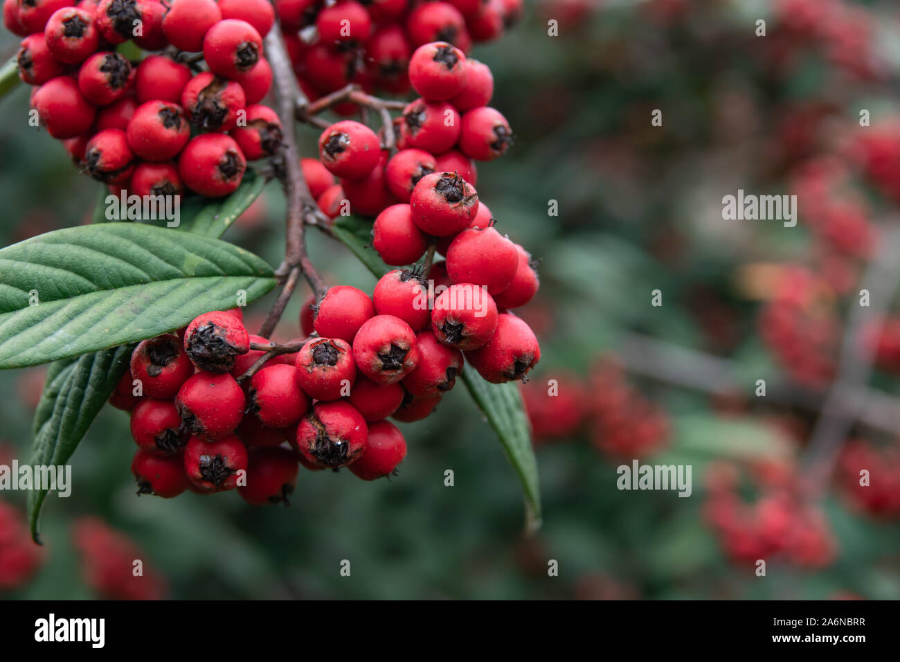 Hylmo's Cotoneaster Fruits in Winter Stock Photo