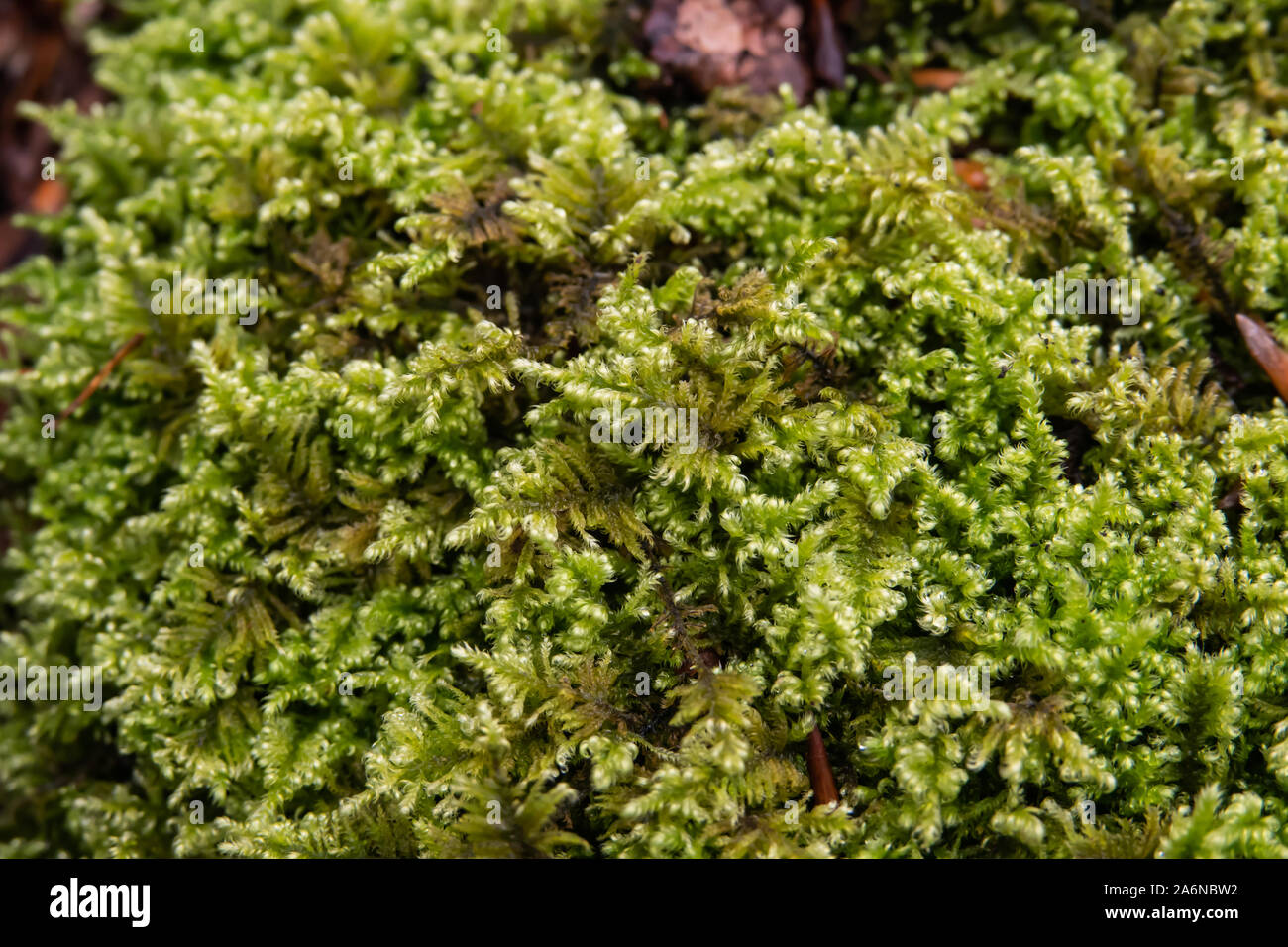 Hypnum Moss Growing in Winter Stock Photo