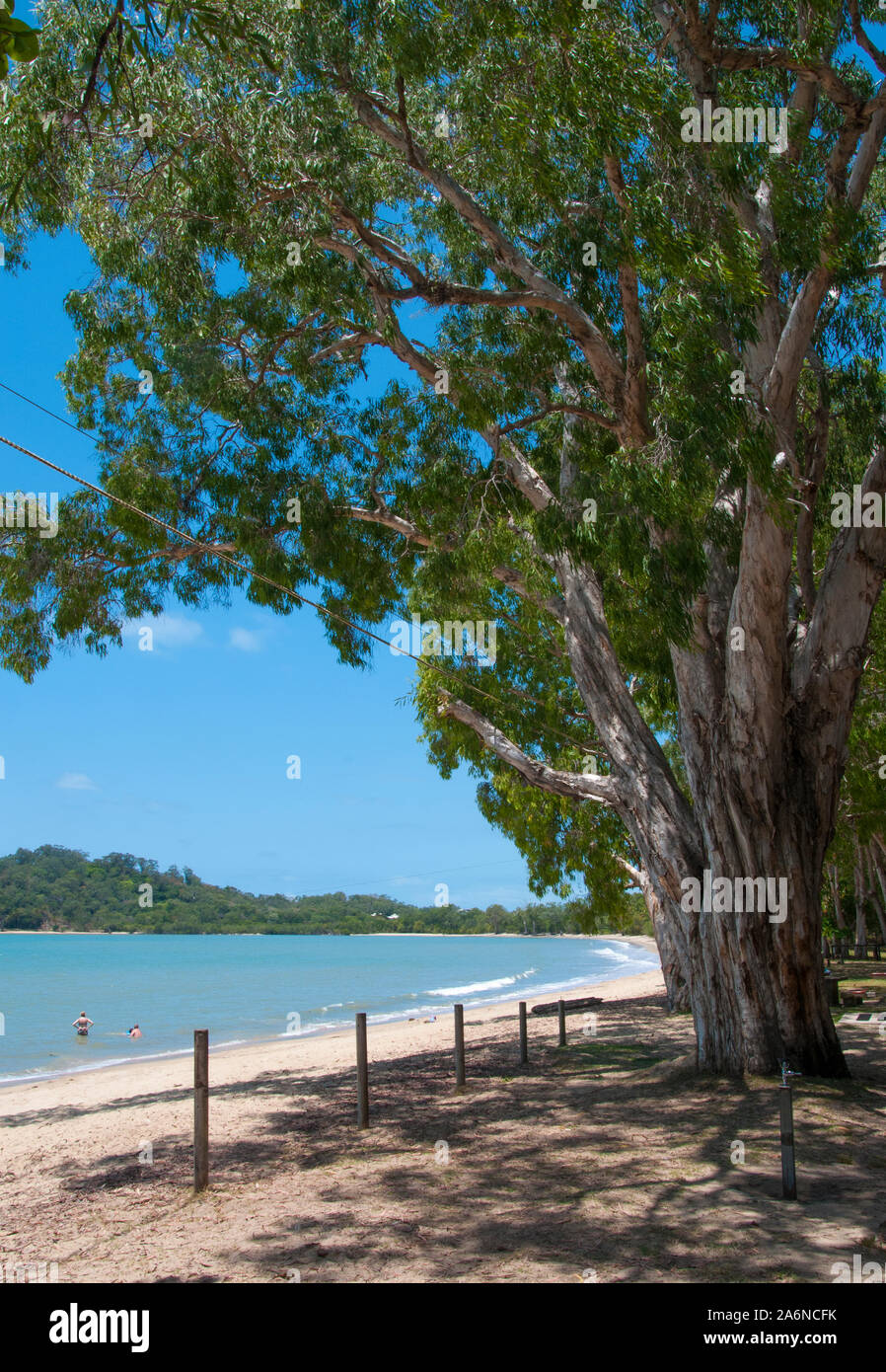 Mature paperbarks line the shore at Kewarra Beach, north of Cairns, North Queensland, Australia Stock Photo