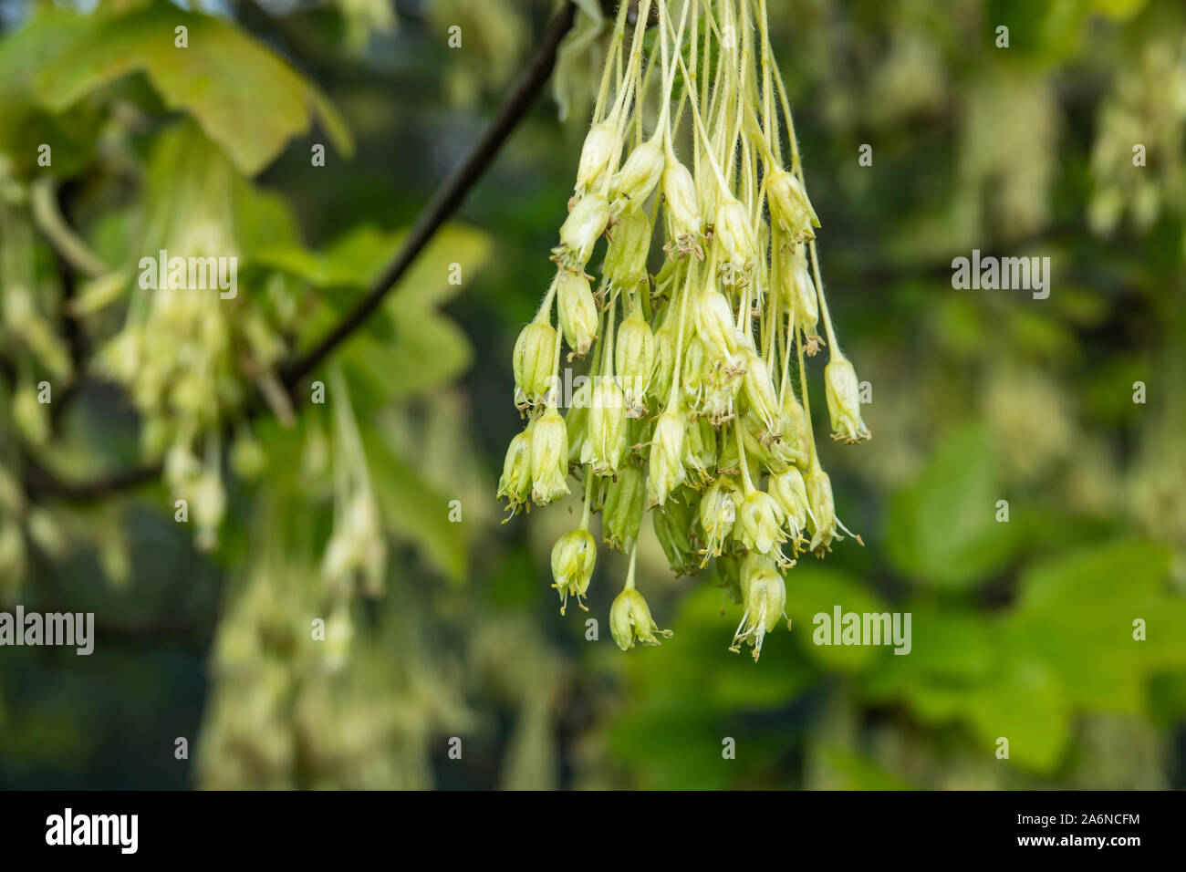 Italian Maple Flowers in Bloom in Springtime Stock Photo
