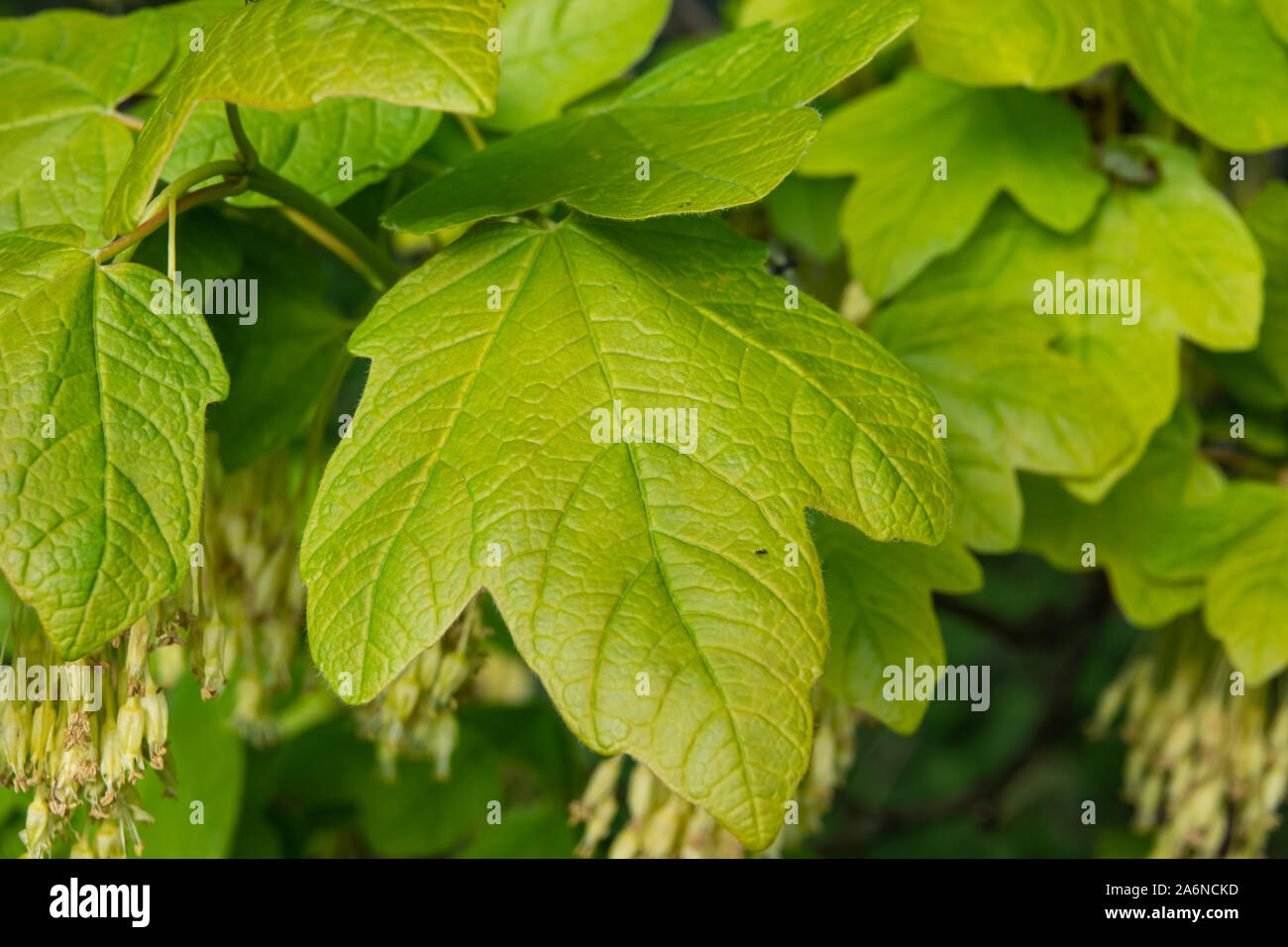 Italian Maple Leaves in Springtime Stock Photo