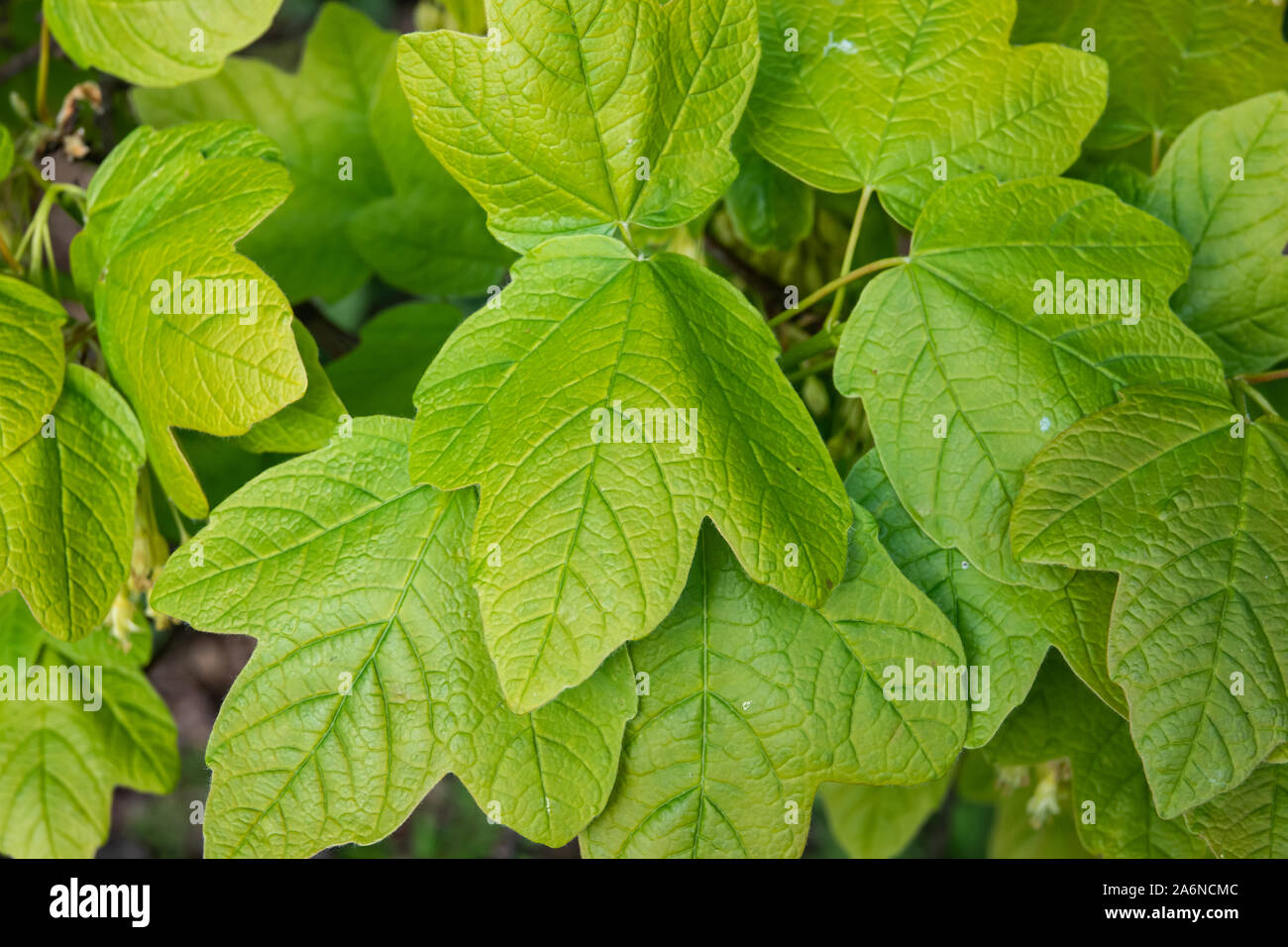 Italian Maple Leaves in Springtime Stock Photo