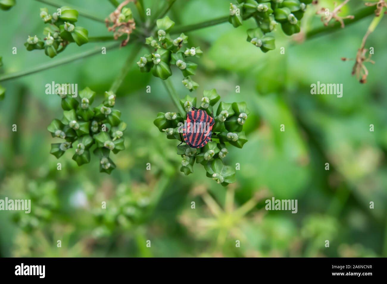 Shield Bug Fruit High Resolution Stock Photography and Images - Alamy