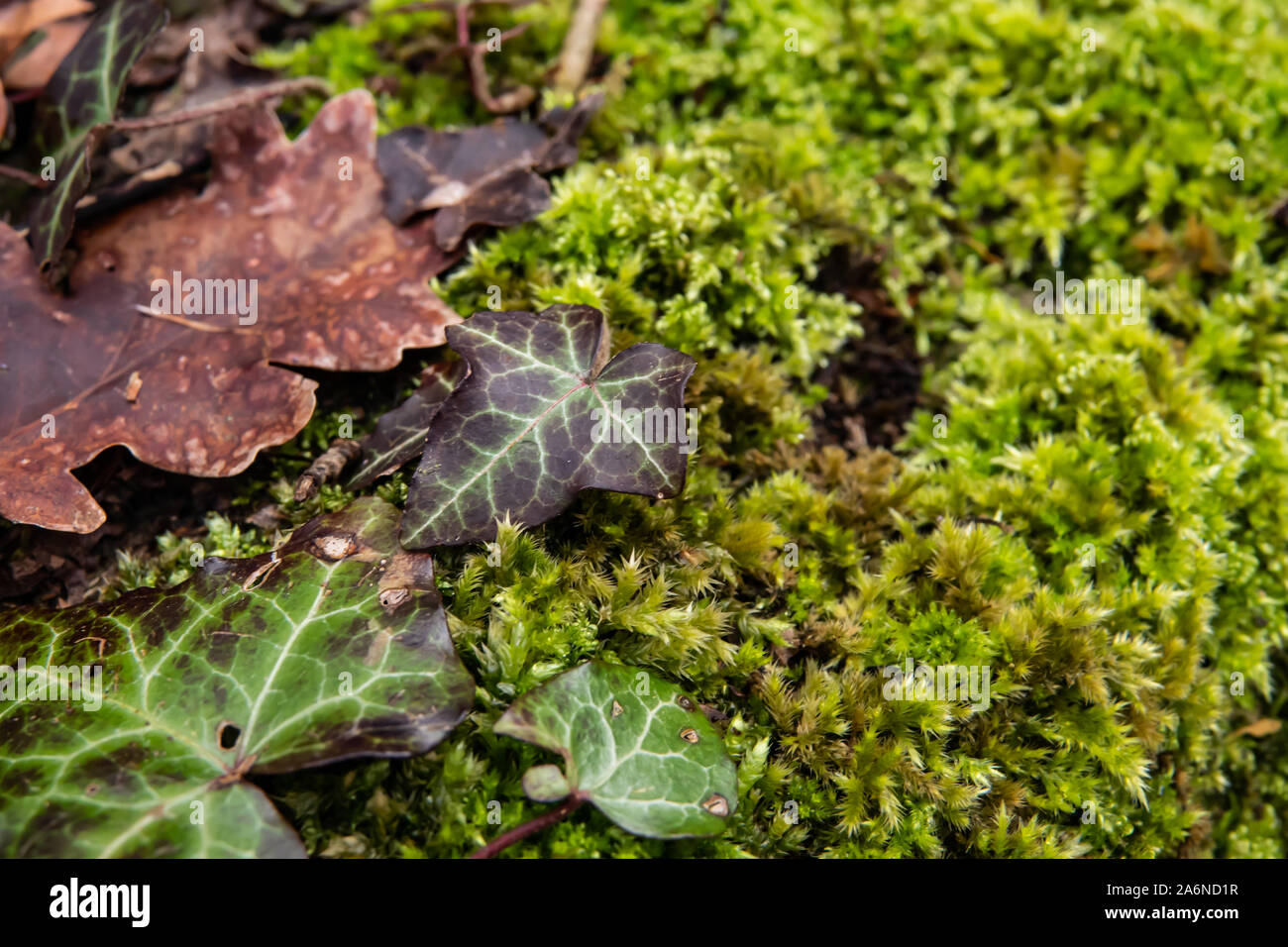 Ivy Leaves on Hypnum Moss in Winter Stock Photo