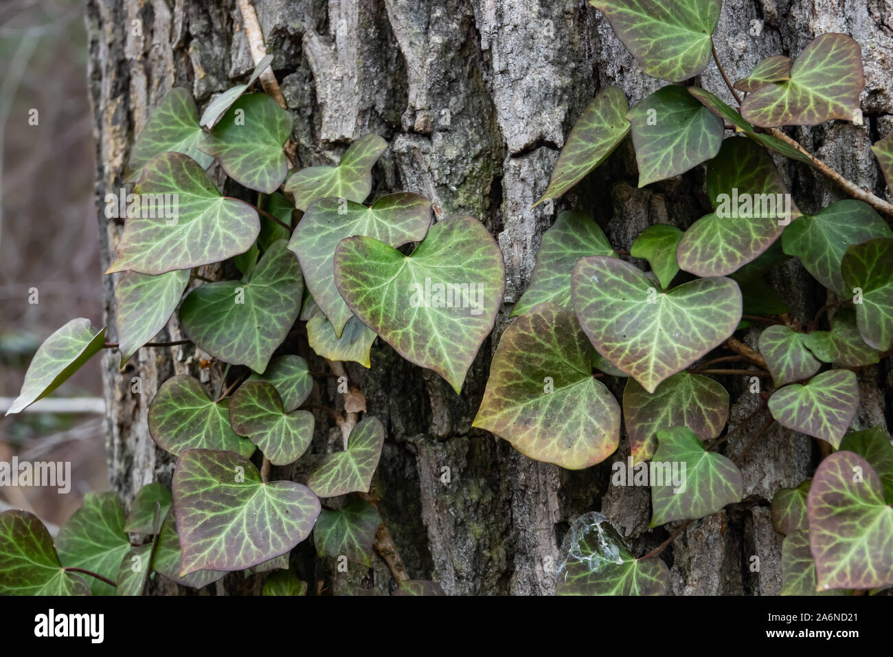 Ivy Plant Climbing Tree in Autumn Stock Photo Alamy