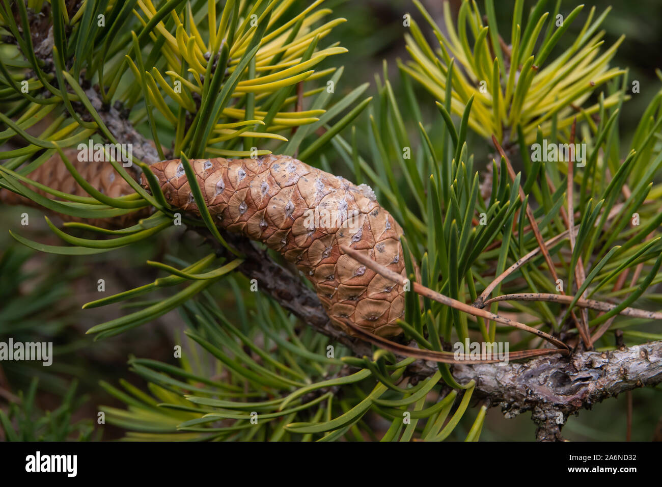 Jack Pine Cone in Winter Stock Photo