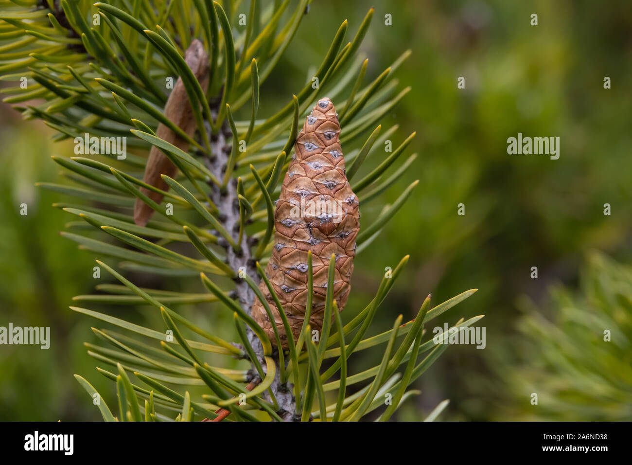 Jack Pine Cone in Winter Stock Photo