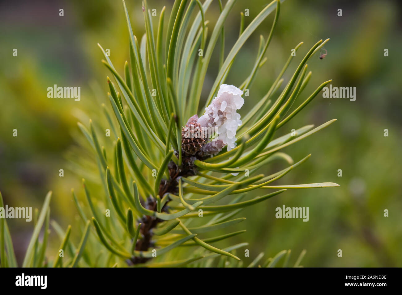 Jack Pine Tree in Winter Stock Photo