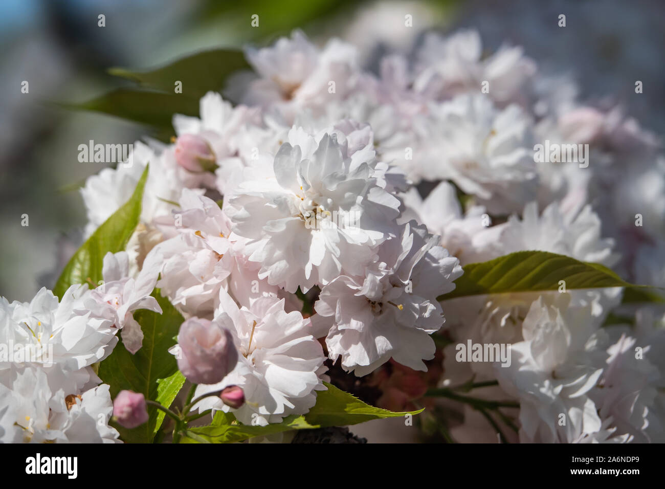 Japanese Cherry Flowers in Bloom in Springtime Stock Photo