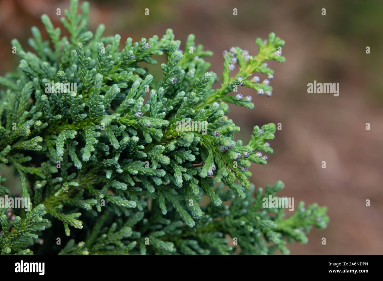 Japanese Cypress Leaves in Winter Stock Photo