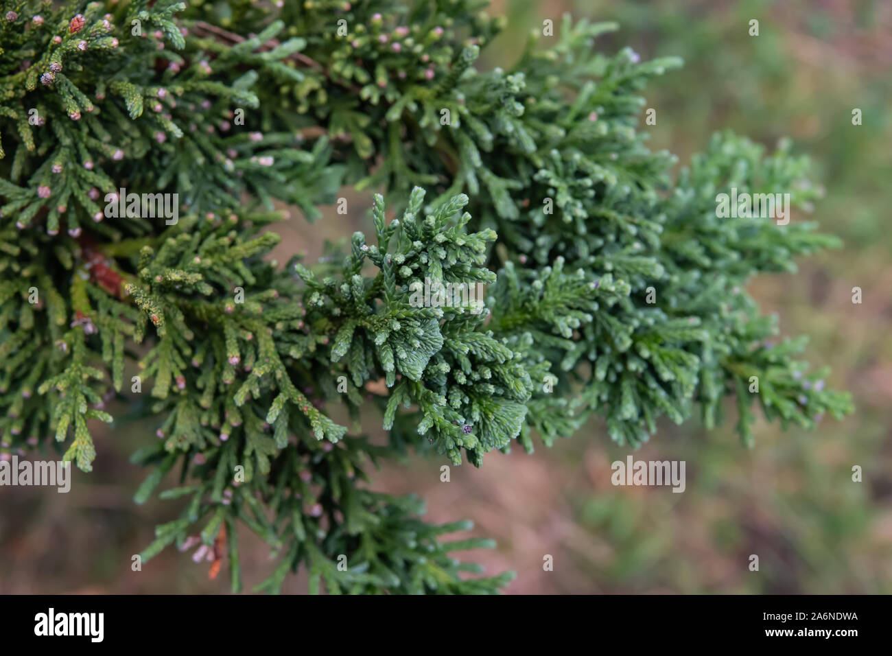Japanese Cypress Leaves in Winter Stock Photo