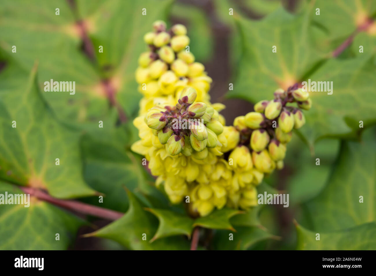 Buy Mahonia Bealei Seeds 120pcs Plant Mahonia Fortunei For Shi Da