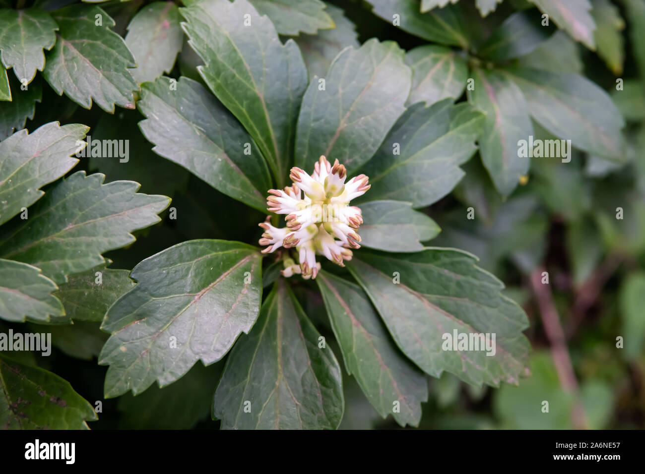 Japanese Pachysandra Flowers in Bloom in Winter Stock Photo