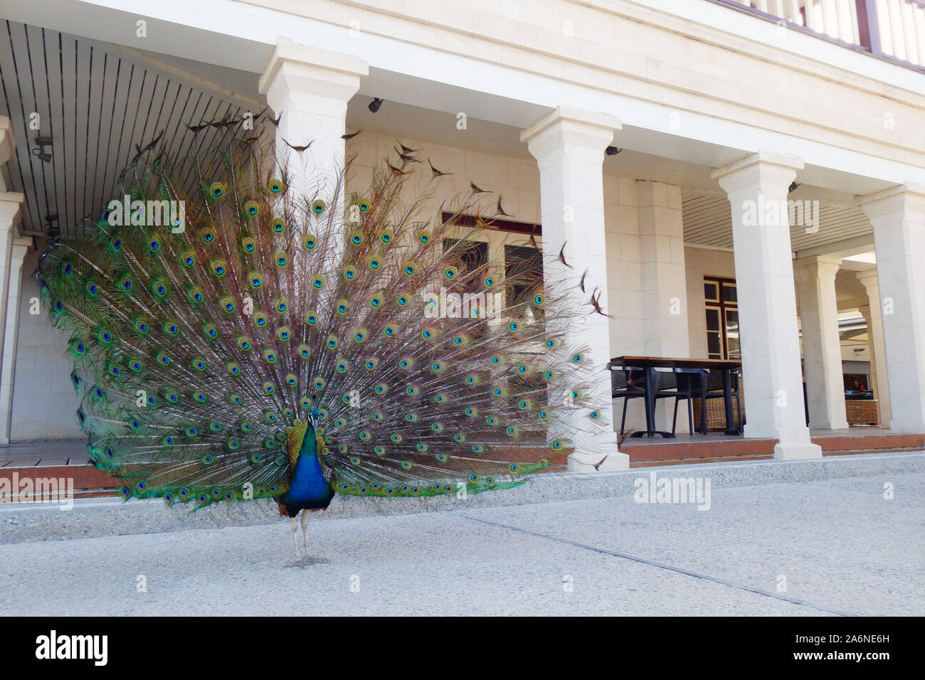 Peacock displaying in front of the historic Rottnest Hotel, Rottnest Island, Western Australia. No PR Stock Photo