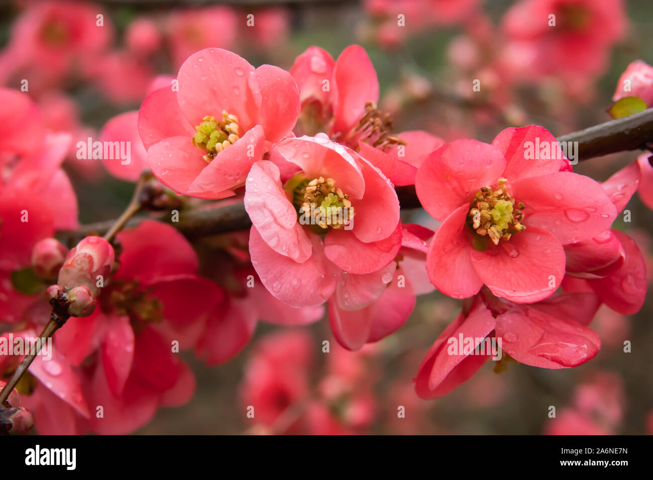 Planting Bare Root Flowering Quince Chaenomeles Speciosa In The