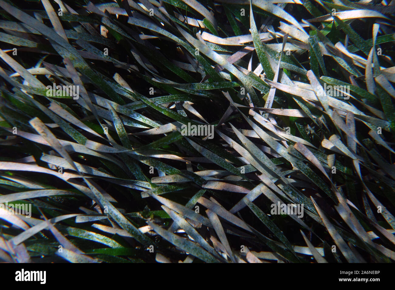 Healthy Posidonia seagrass meadow underwater, Rottnest Island, Western Australia Stock Photo