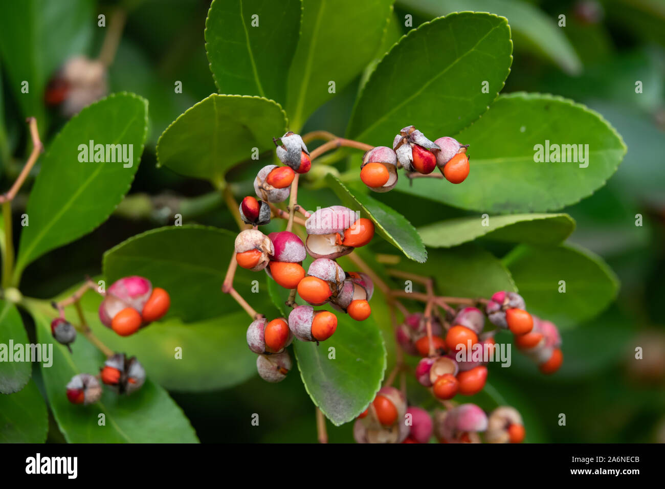 Japanese Spindle Tree Fruits in Winter Stock Photo Alamy