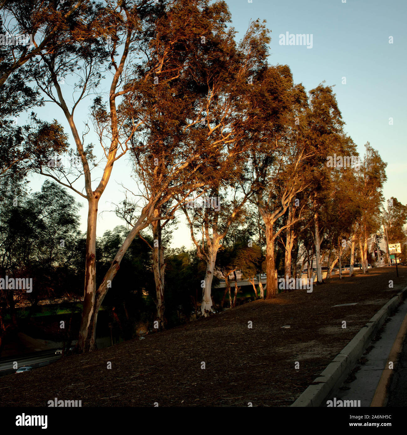 Golden hour trees Stock Photo Alamy