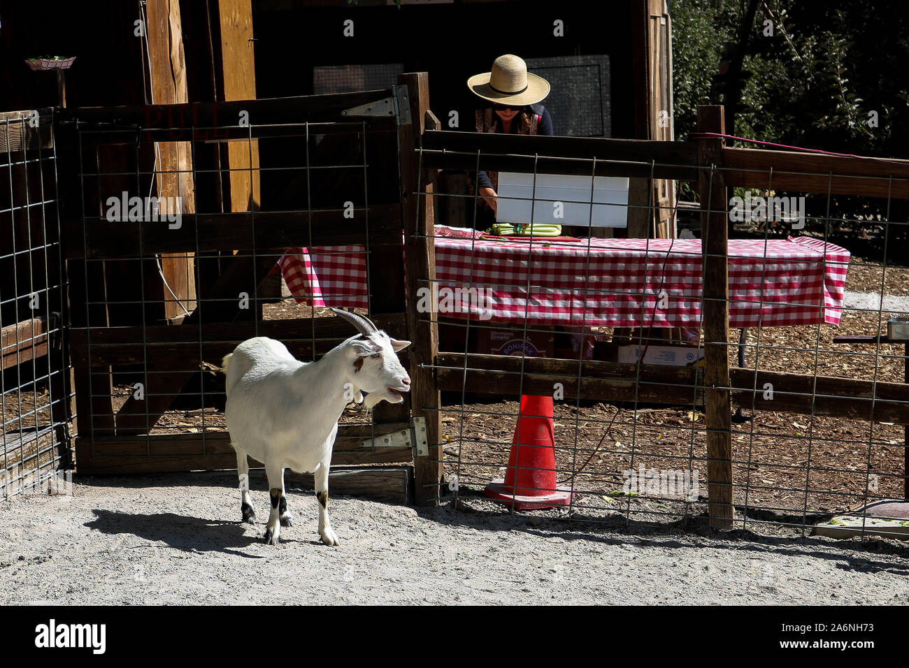 Goats in Oak Glenn Stock Photo