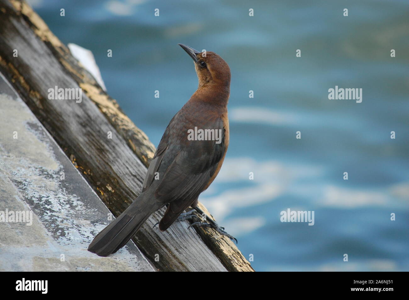 A female grackle bird on a dock in Orlando, Florida Stock Photo Alamy