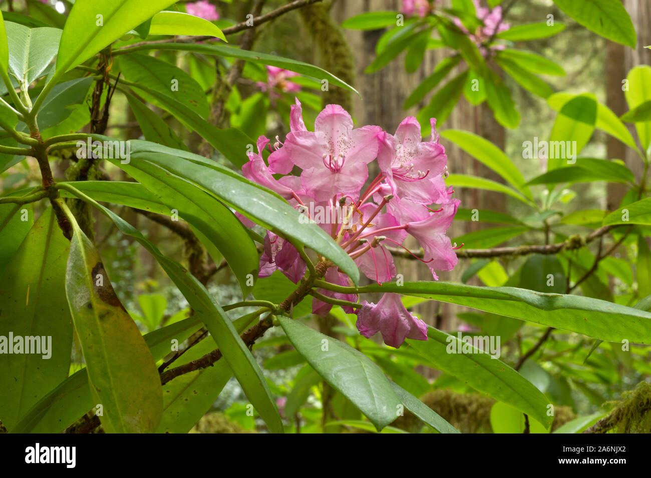 CA03795-00...CALIFORNIA - Native rhododendrons blooming among the redwood trees along the Hiochi Trail in Jedediah Smith Redwoods State Park. Stock Photo