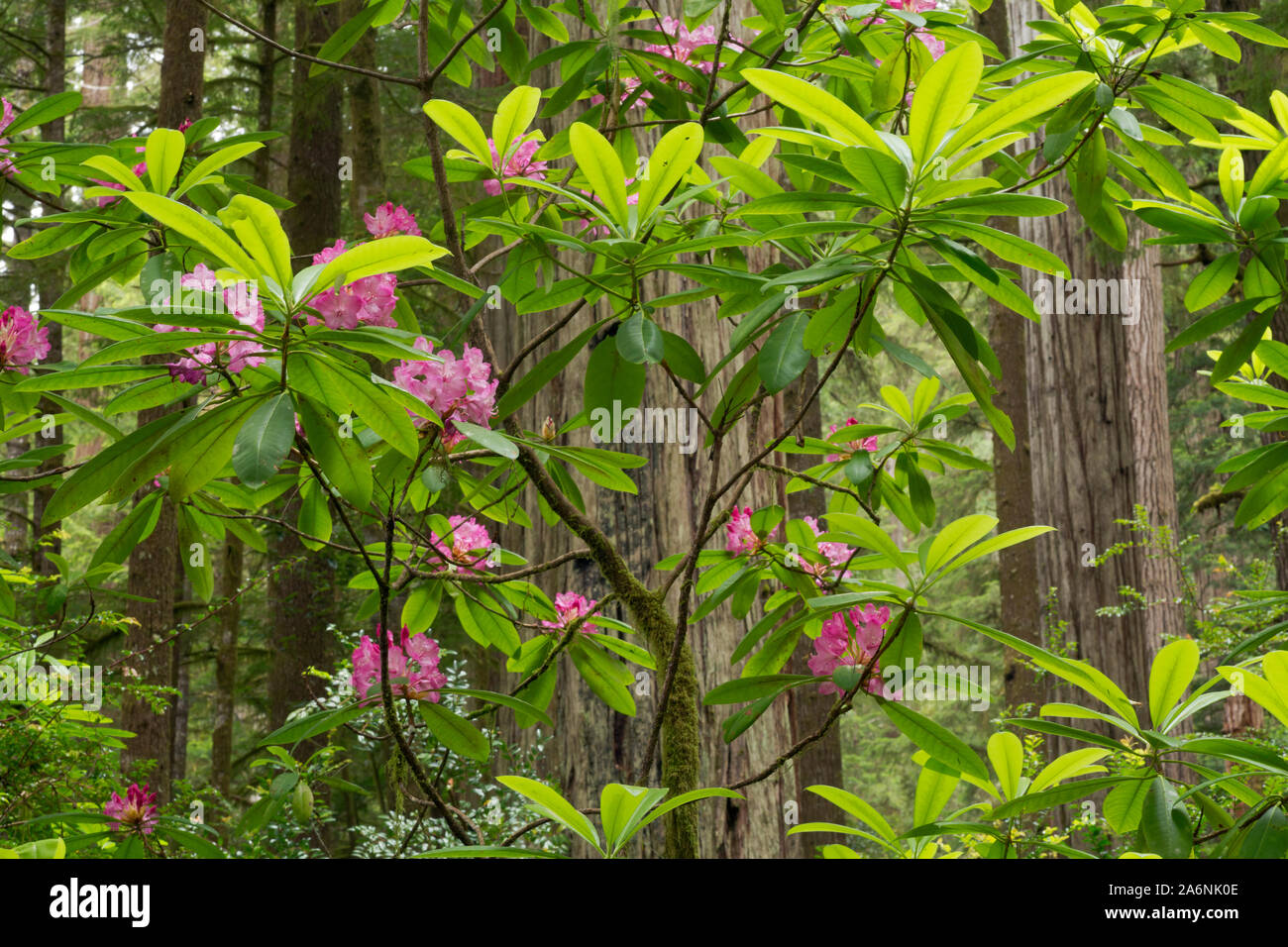 CA03796-00...CALIFORNIA - Native rhododendrons blooming among the redwood trees along the Hiochi Trail in Jedediah Smith Redwoods State Park. Stock Photo